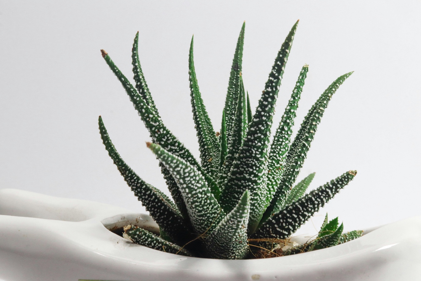 Some Candidates of Plants for Air Purification that Can Help You Remove Harmful Toxins Indoor